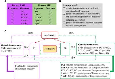 The association between telomere length and blood lipids: a bidirectional two-sample Mendelian randomization study